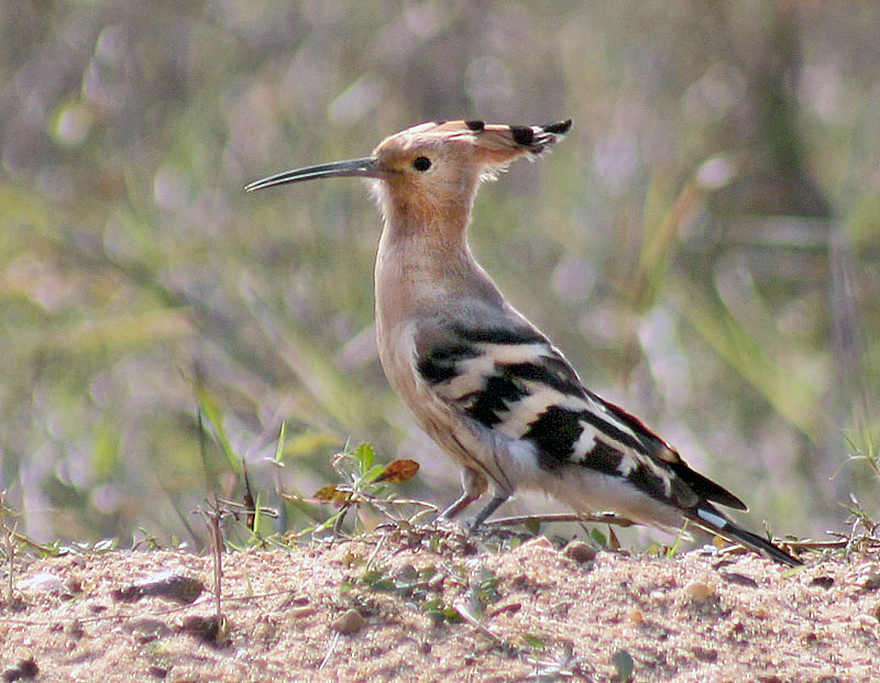 Common_Hoopoe_Upapa_epops_preening_at_Kolkata_I2_IMG_6985_1.jpg