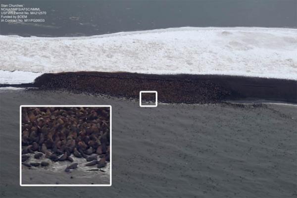 Снимок острова моржей в Чукотском море вблизи северных берегов Аляски, сделанный с самолета NOAA 27 сентября 2013 г. Согласно оценке специалистов, на небольшом участке пляжа острова насчитывается около 10 тысяч животных. Все черное — это моржи. Для наглядности приведен участок пляжа в увеличенном виде. Pgoto Courtesy: Stan Churches / NOAA Снимок острова моржей в Чукотском море вблизи северных берегов Аляски, сделанный с самолета NOAA 27 сентября 2013 г. Согласно оценке специалистов, на небольшом участке пляжа острова насчитывается около 10 тысяч животных. Все черное — это моржи. Для наглядности приведен участок пляжа в увеличенном виде. Pgoto Courtesy: Stan Churches / NOAA